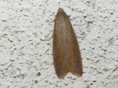 Schoenobius gigantella
