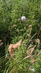 Cirsium arvense