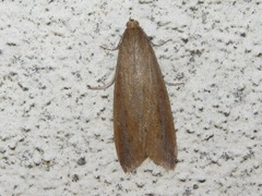 Schoenobius gigantella
