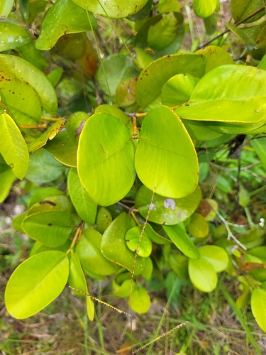 Calyptranthes estremerae