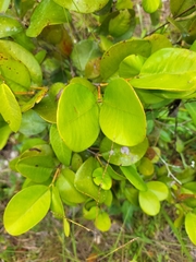 Calyptranthes estremerae