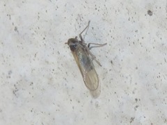 Javesella pellucida
