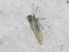 Javesella pellucida