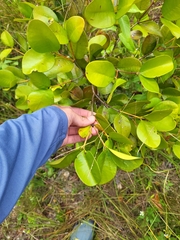 Calyptranthes estremerae