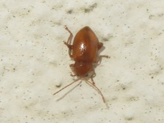 Neocrepidodera transversa
