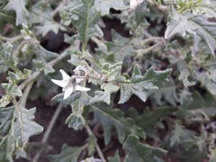 Solanum triflorum