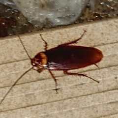 Periplaneta americana