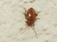 Neocrepidodera transversa