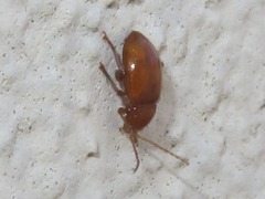 Neocrepidodera transversa