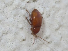 Neocrepidodera transversa