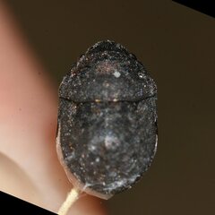 Acantholomidea porosa