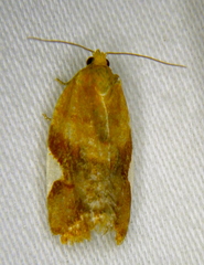 Clepsis persicana
