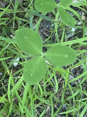Trifolium incarnatum