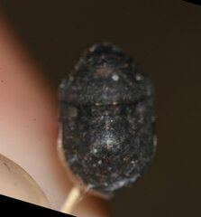 Acantholomidea porosa