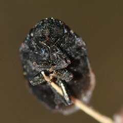 Acantholomidea porosa