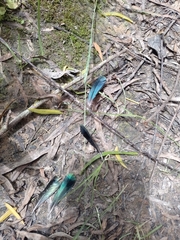 Colibri coruscans coruscans