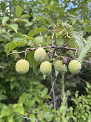 Prunus americana
