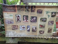 Colibri coruscans coruscans