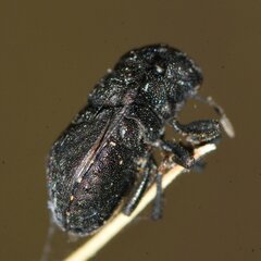 Acantholomidea porosa