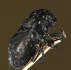Acantholomidea porosa