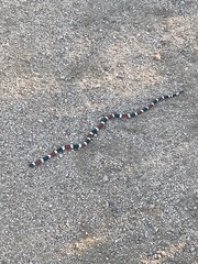 Micruroides euryxanthus