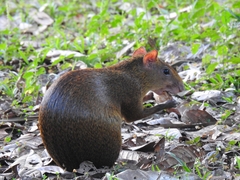 Dasyprocta variegata