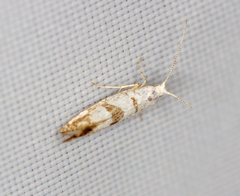 Argyresthia curvella