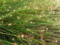 Ficinia fascicularis