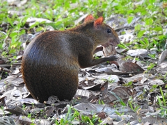 Dasyprocta variegata