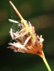 Ficinia fascicularis