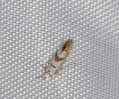 Argyresthia curvella