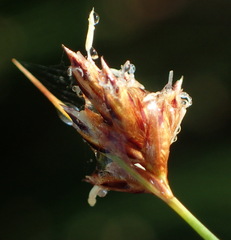 Ficinia fascicularis