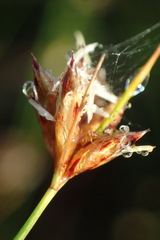 Ficinia fascicularis