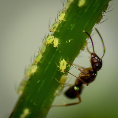 Aphis glycines