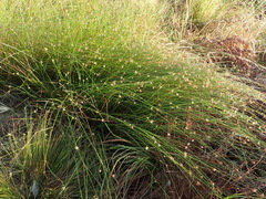 Ficinia fascicularis