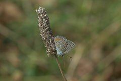 Polyommatus icarus