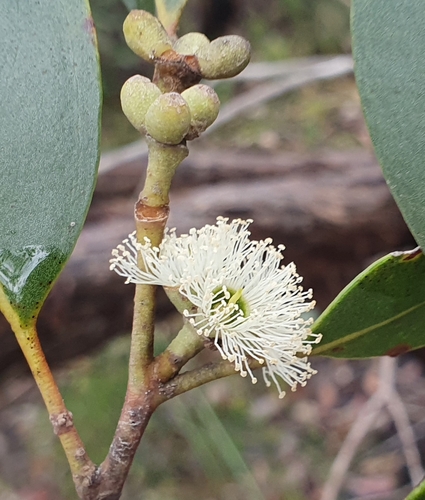 Image of Eucalyptus camfieldii by (c) ronavery, some rights reserved (CC BY)