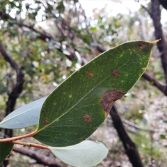 Eucalyptus camfieldii