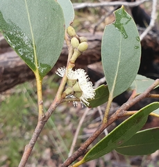 Eucalyptus camfieldii