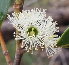 Eucalyptus camfieldii