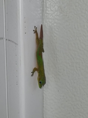 Phelsuma laticauda