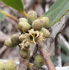 Eucalyptus camfieldii