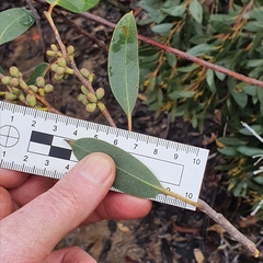 Eucalyptus camfieldii