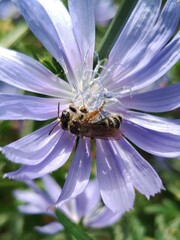 Melitta tricincta