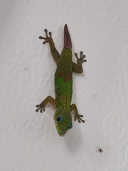 Phelsuma laticauda