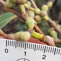 Eucalyptus camfieldii