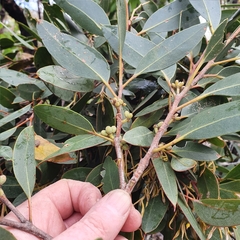 Eucalyptus camfieldii