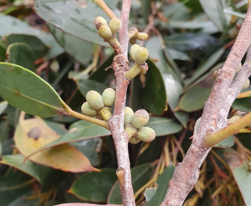Image of Eucalyptus camfieldii by (c) ronavery, some rights reserved (CC BY)