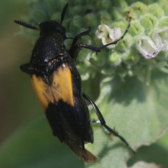 Ripiphorinae