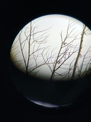 Chaetocercus mulsant